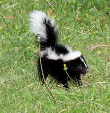 skunk humor, memories