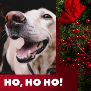 funny Christmas, dog, holiday humor